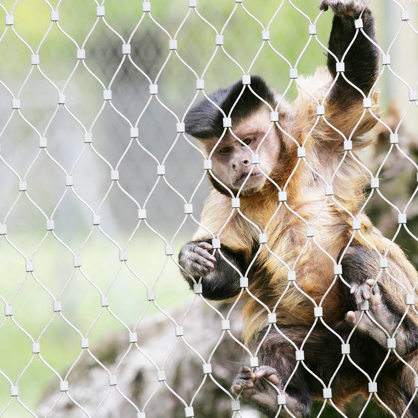 君創(chuàng)動物園鋼絲繩網(wǎng)